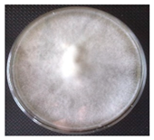 Horticulturae 10 01376 i001