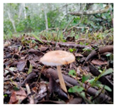 Horticulturae 10 01376 i002