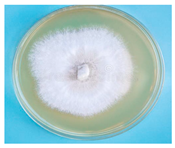 Horticulturae 10 01376 i003