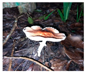 Horticulturae 10 01376 i004