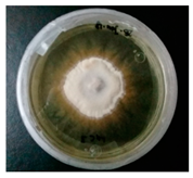 Horticulturae 10 01376 i005