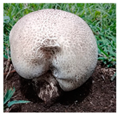 Horticulturae 10 01376 i006