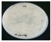 Horticulturae 10 01376 i007