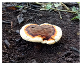 Horticulturae 10 01376 i008