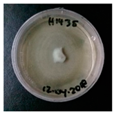 Horticulturae 10 01376 i009