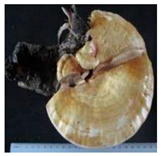 Horticulturae 10 01376 i010