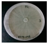 Horticulturae 10 01376 i011