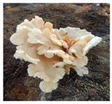 Horticulturae 10 01376 i012