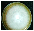 Horticulturae 10 01376 i013