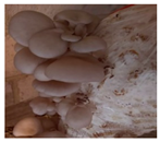 Horticulturae 10 01376 i014