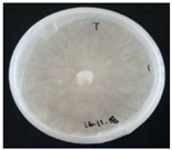 Horticulturae 10 01376 i015