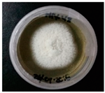 Horticulturae 10 01376 i017