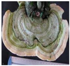 Horticulturae 10 01376 i018