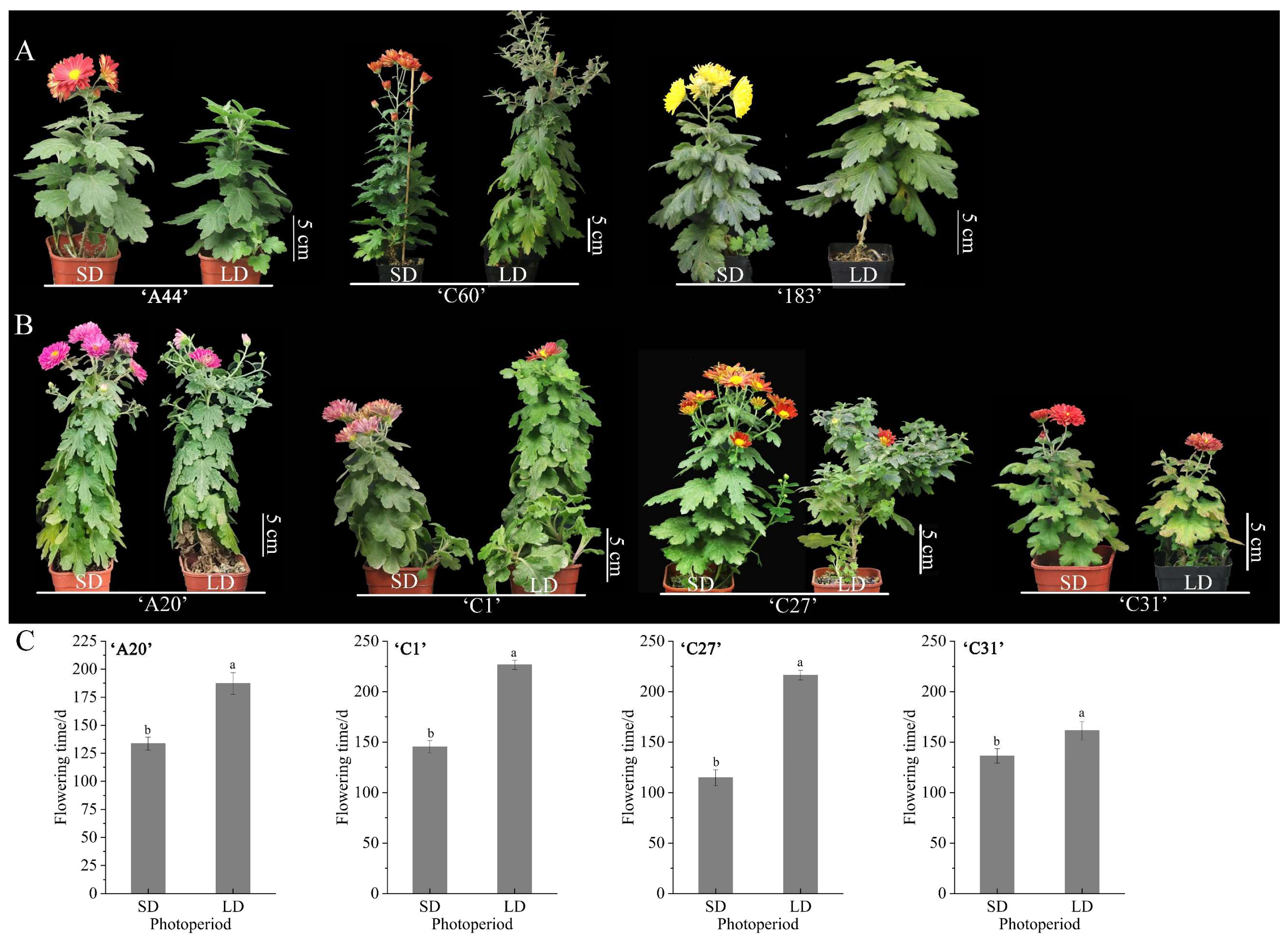 Horticulturae 11 00005 g001