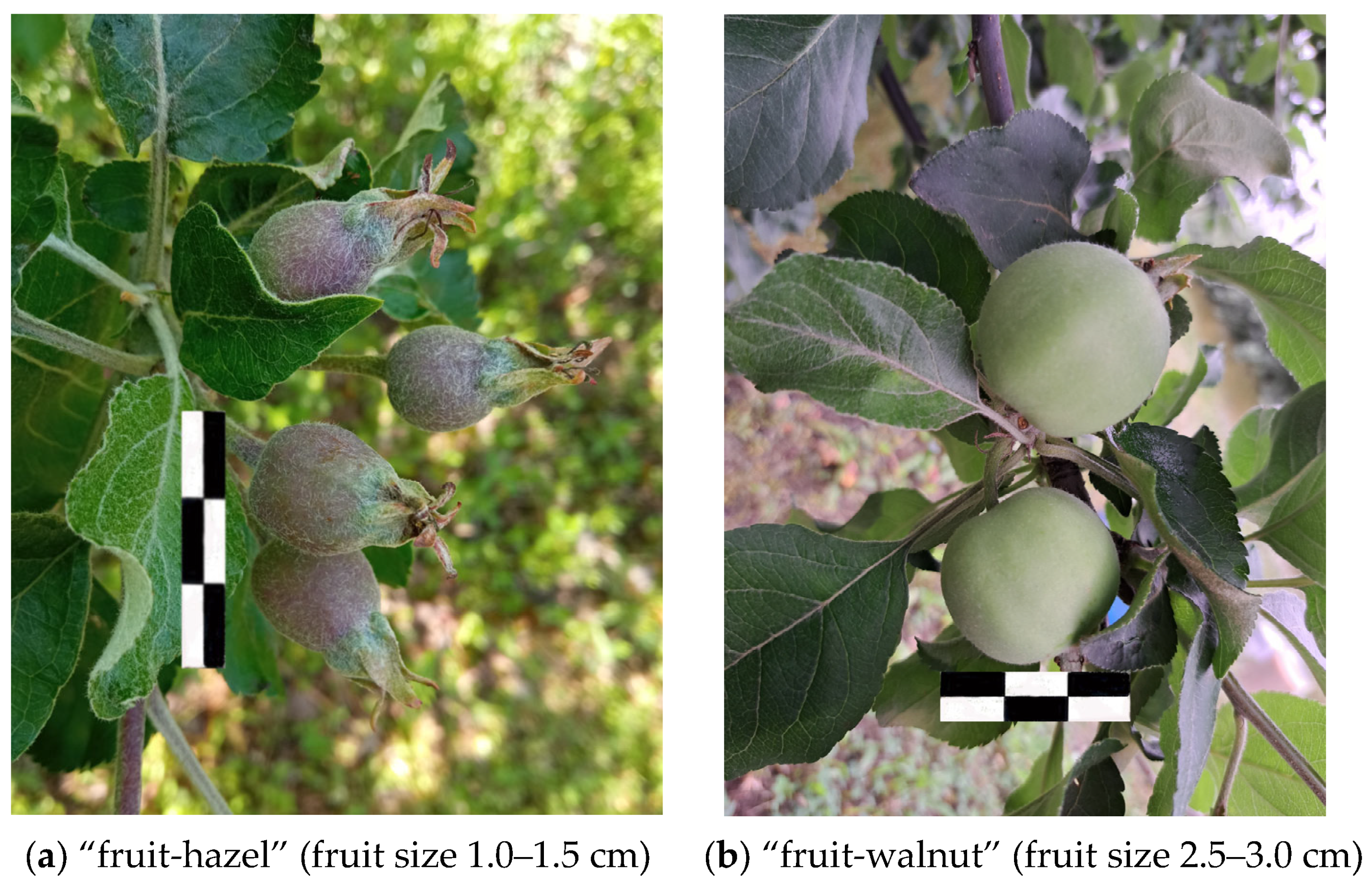 Horticulturae 11 00013 g001