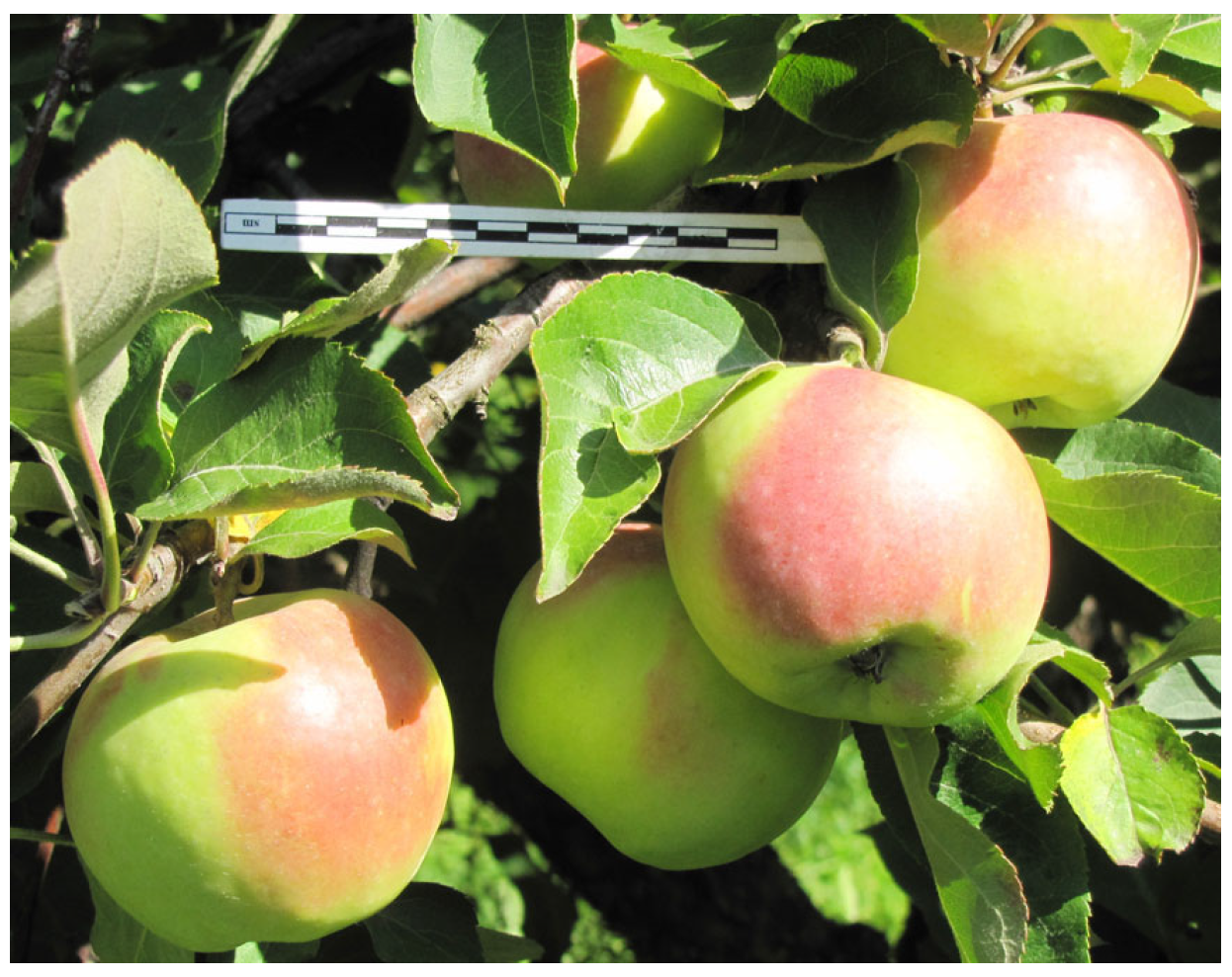 Horticulturae 11 00013 g002