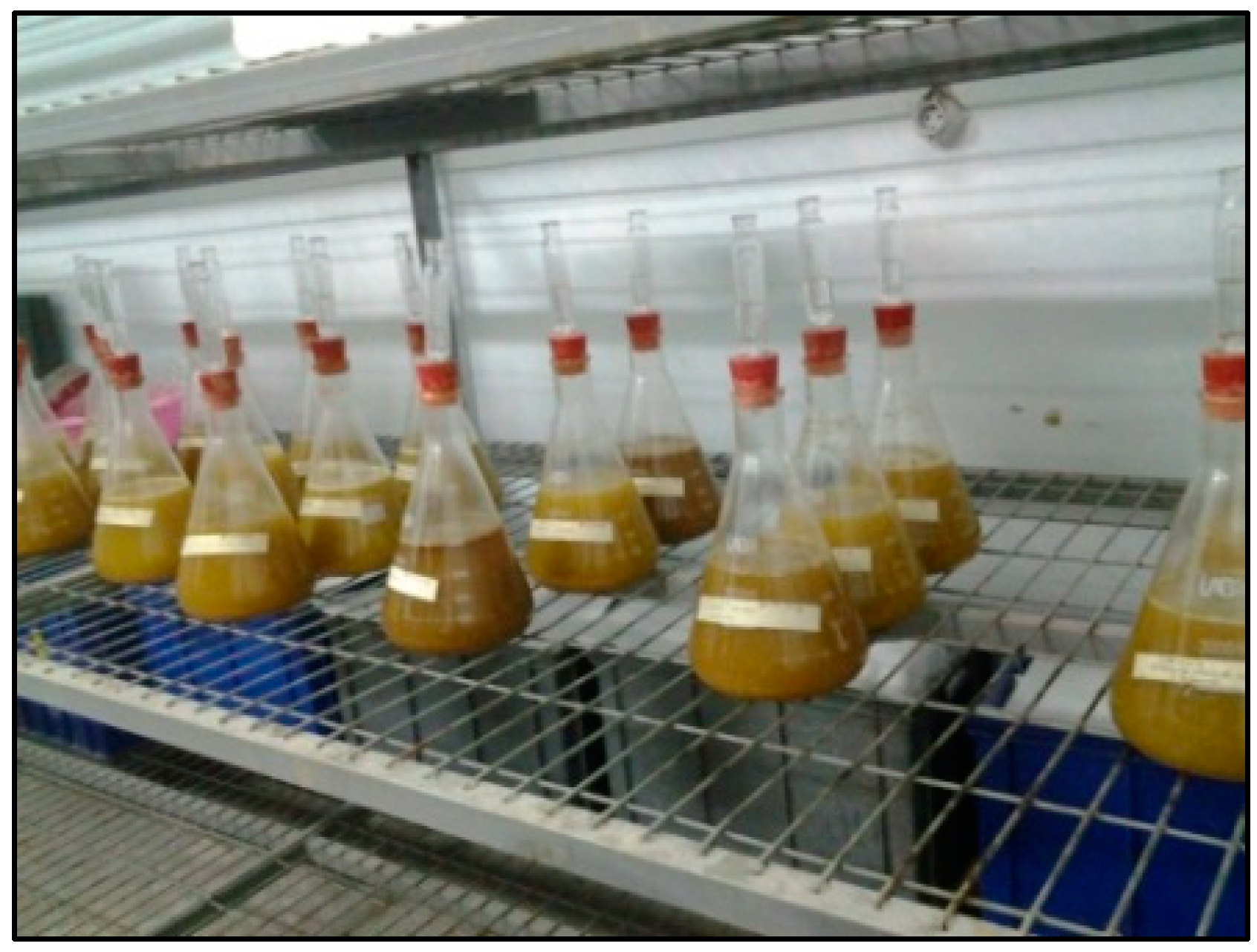 Horticulturae 11 00021 g002