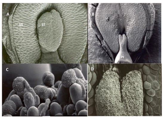 Horticulturae 11 00026 g005