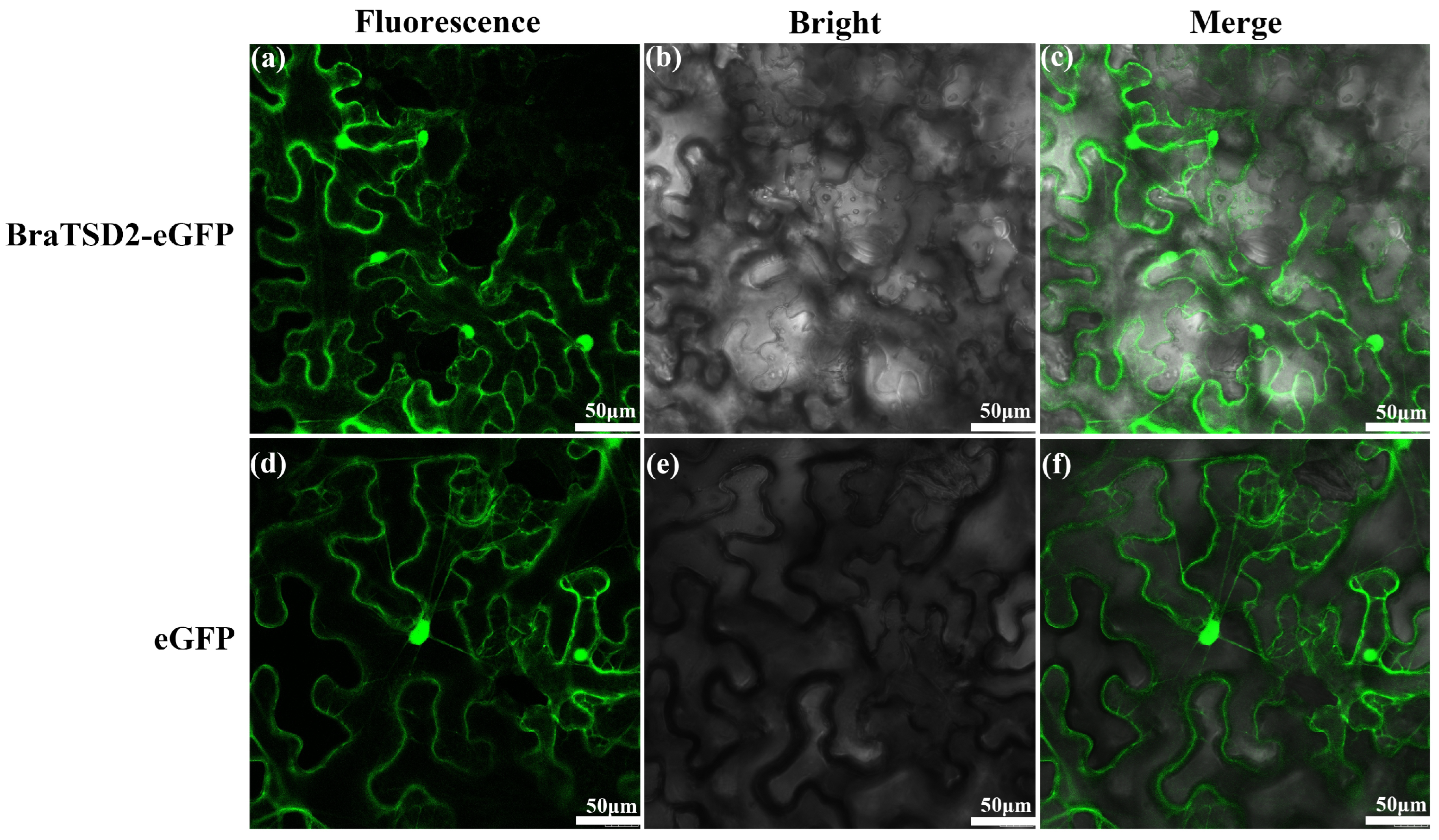 Horticulturae 11 00033 g005 Horticulturae 11 00033 g005