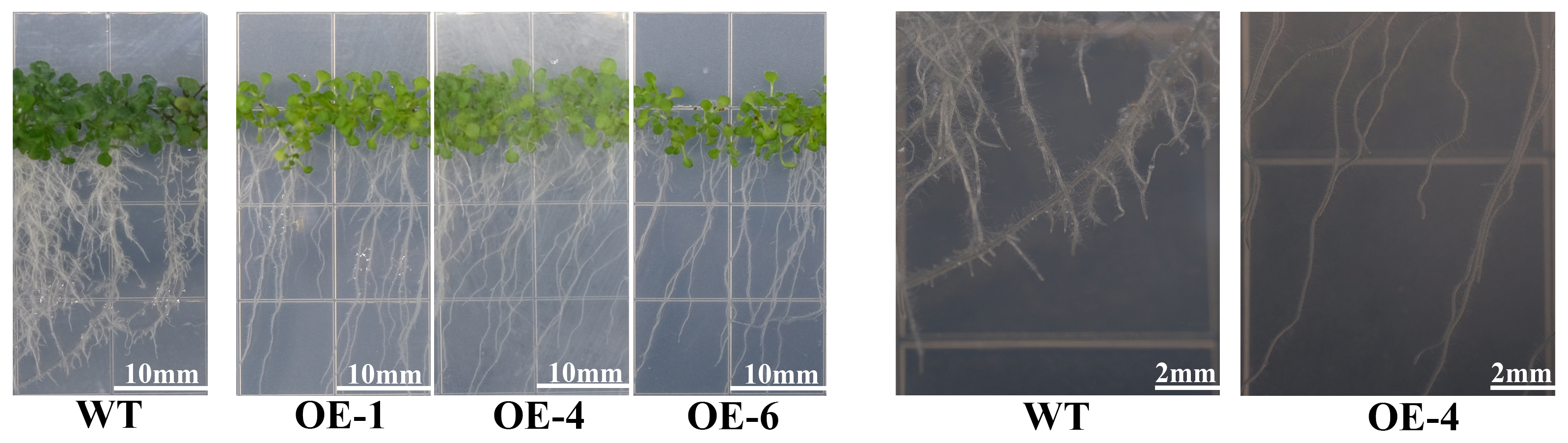 Horticulturae 11 00033 g008 Horticulturae 11 00033 g008