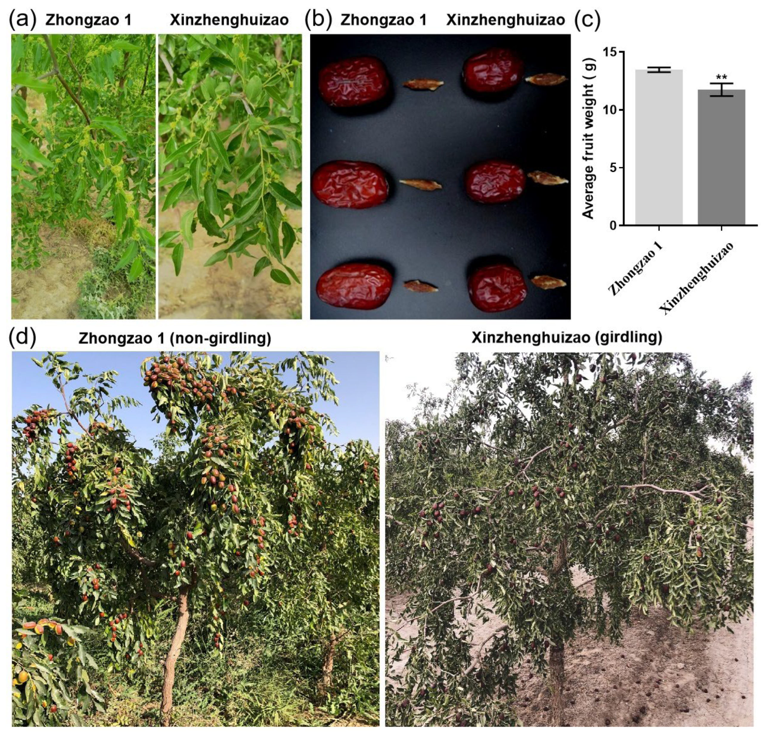 Horticulturae 11 00037 g002