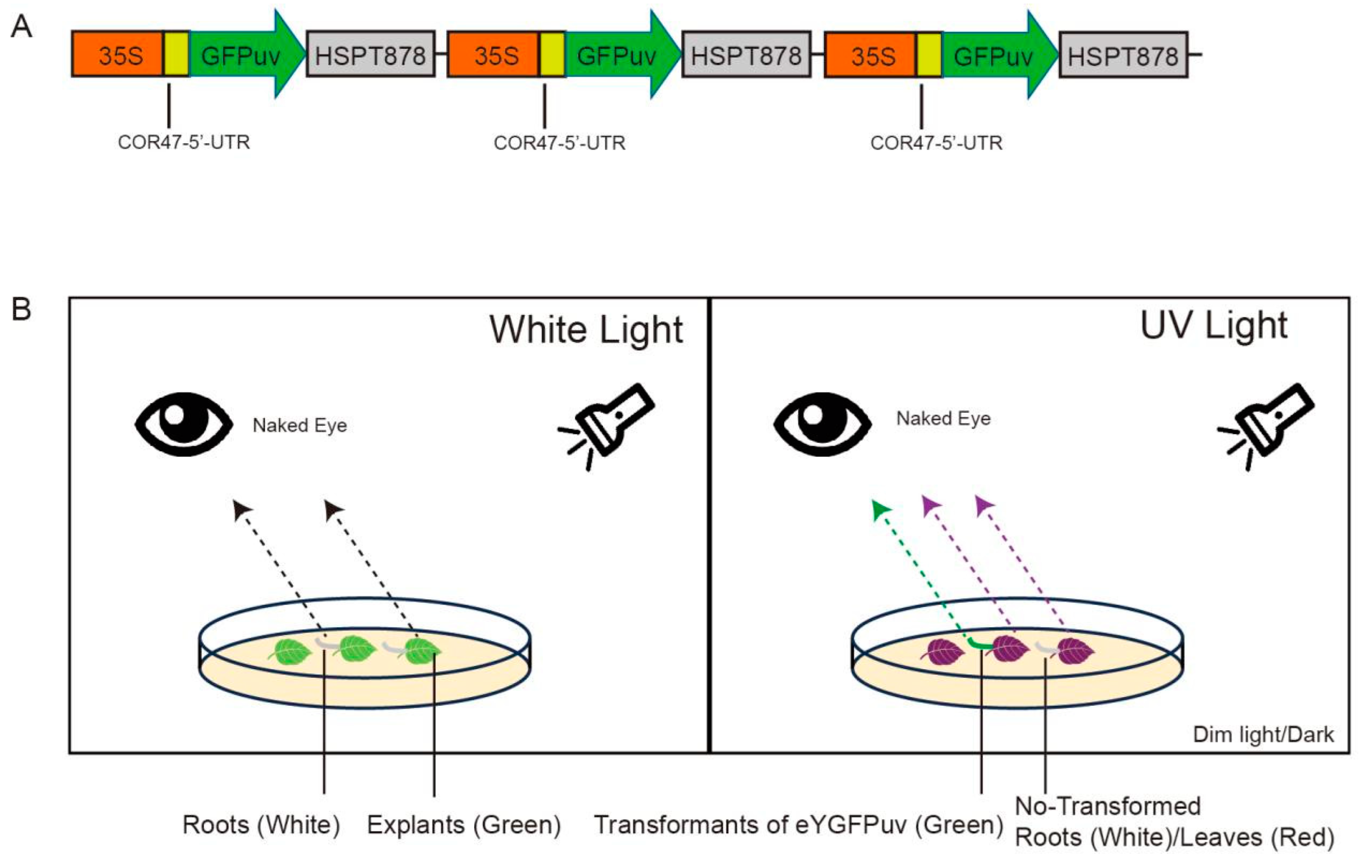 Horticulturae 11 00049 g001
