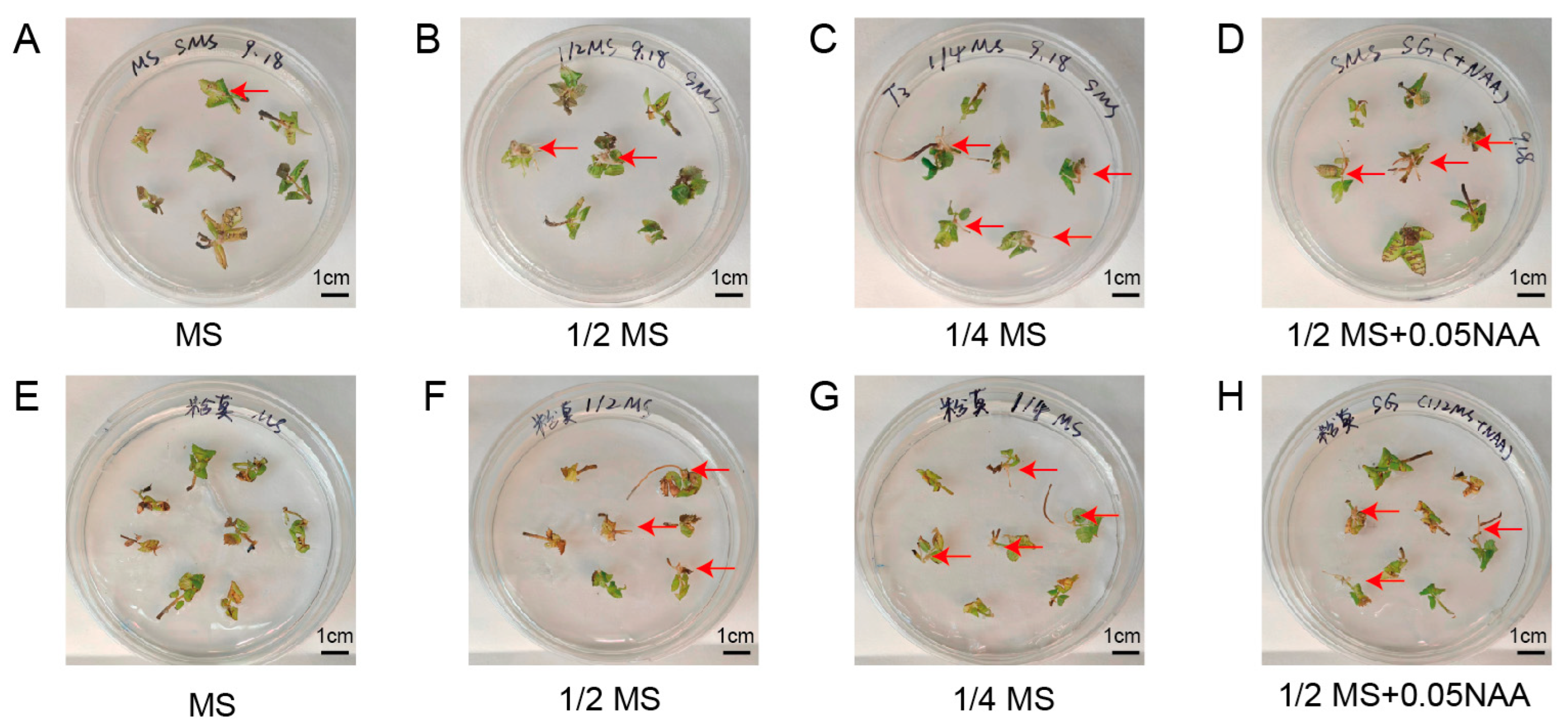Horticulturae 11 00049 g004