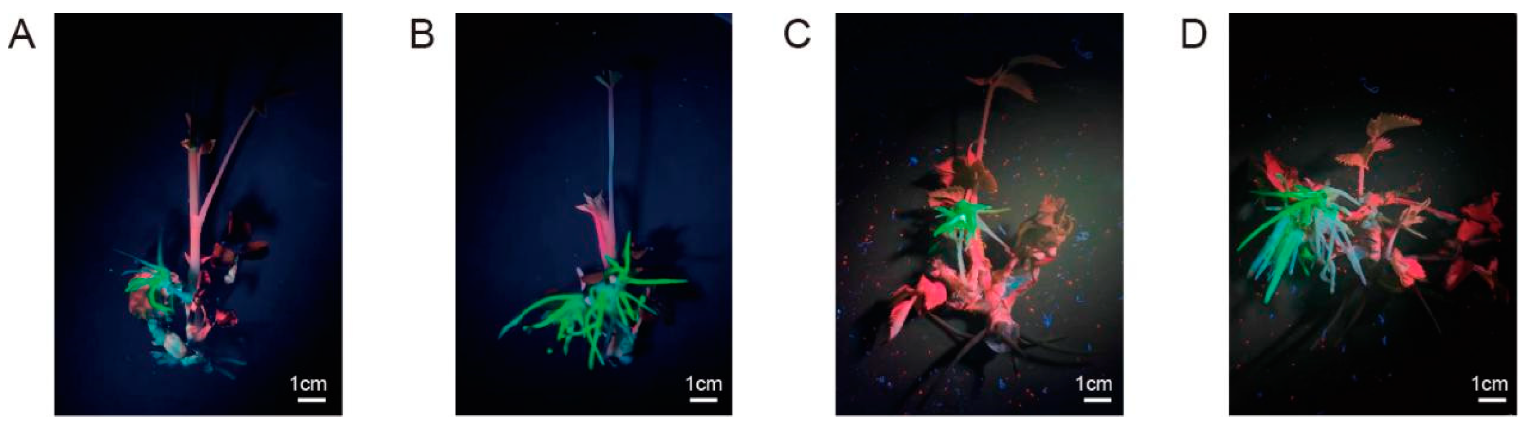 Horticulturae 11 00049 g006