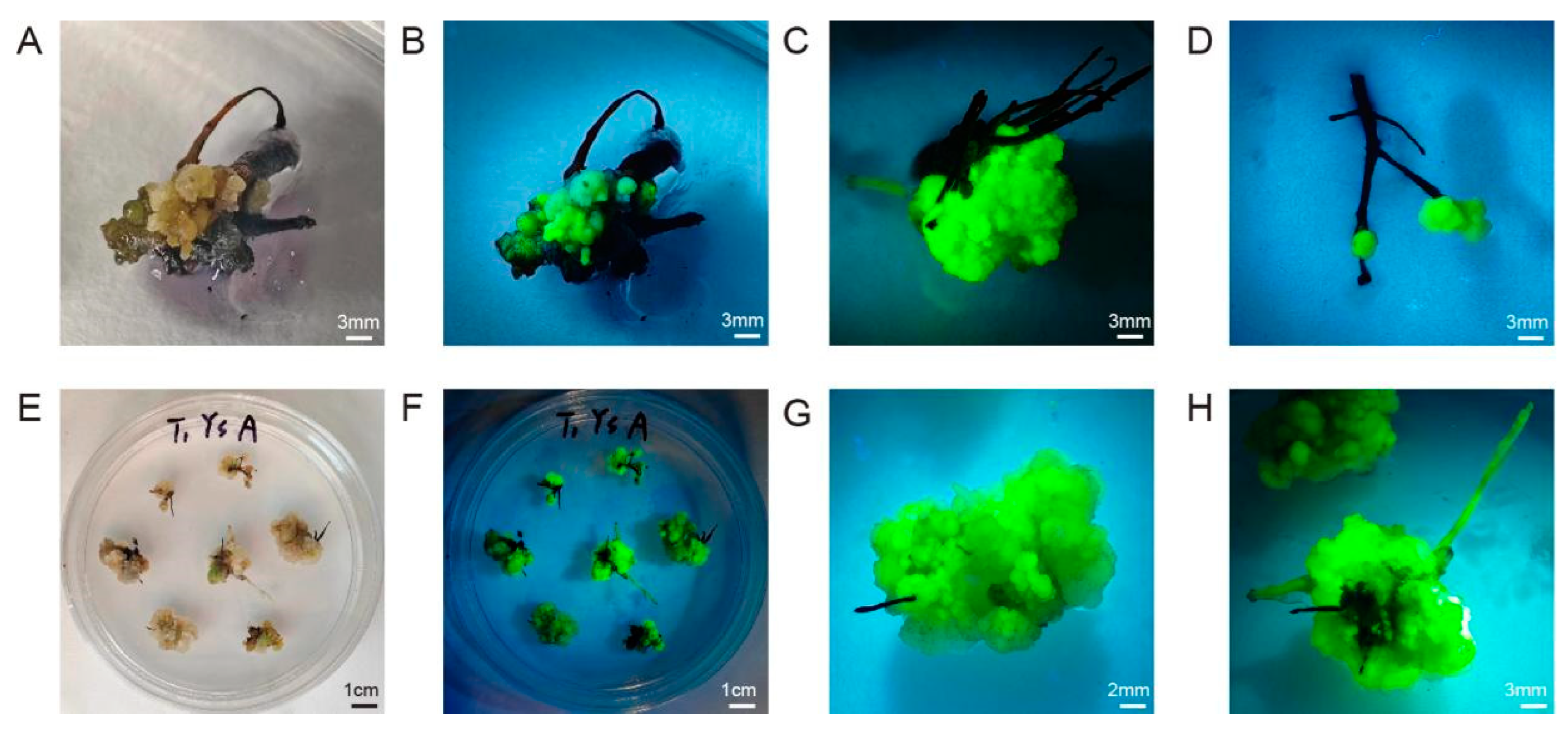 Horticulturae 11 00049 g007
