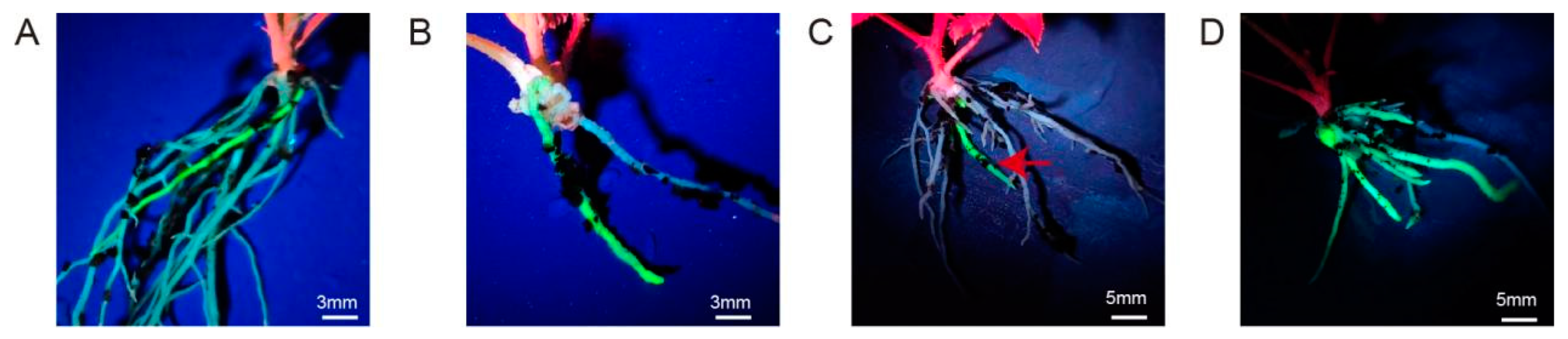 Horticulturae 11 00049 g008
