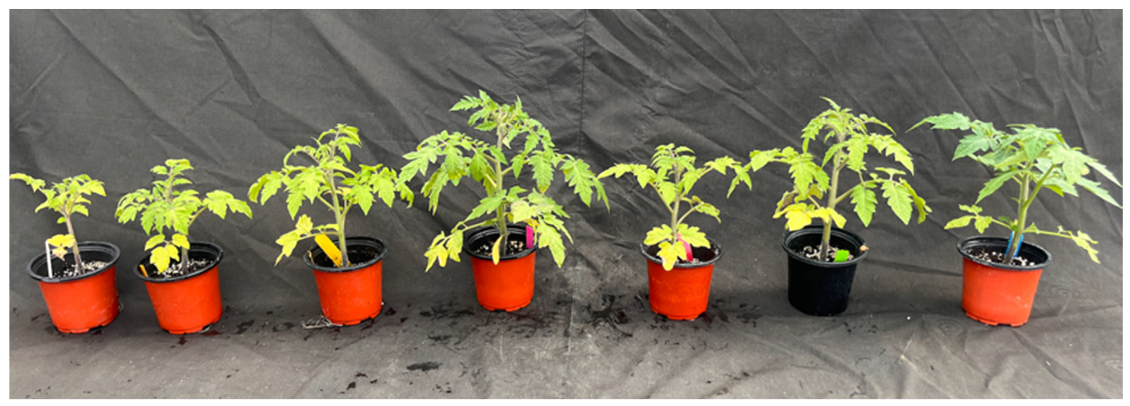 Horticulturae 11 00057 g002 Horticulturae 11 00057 g002