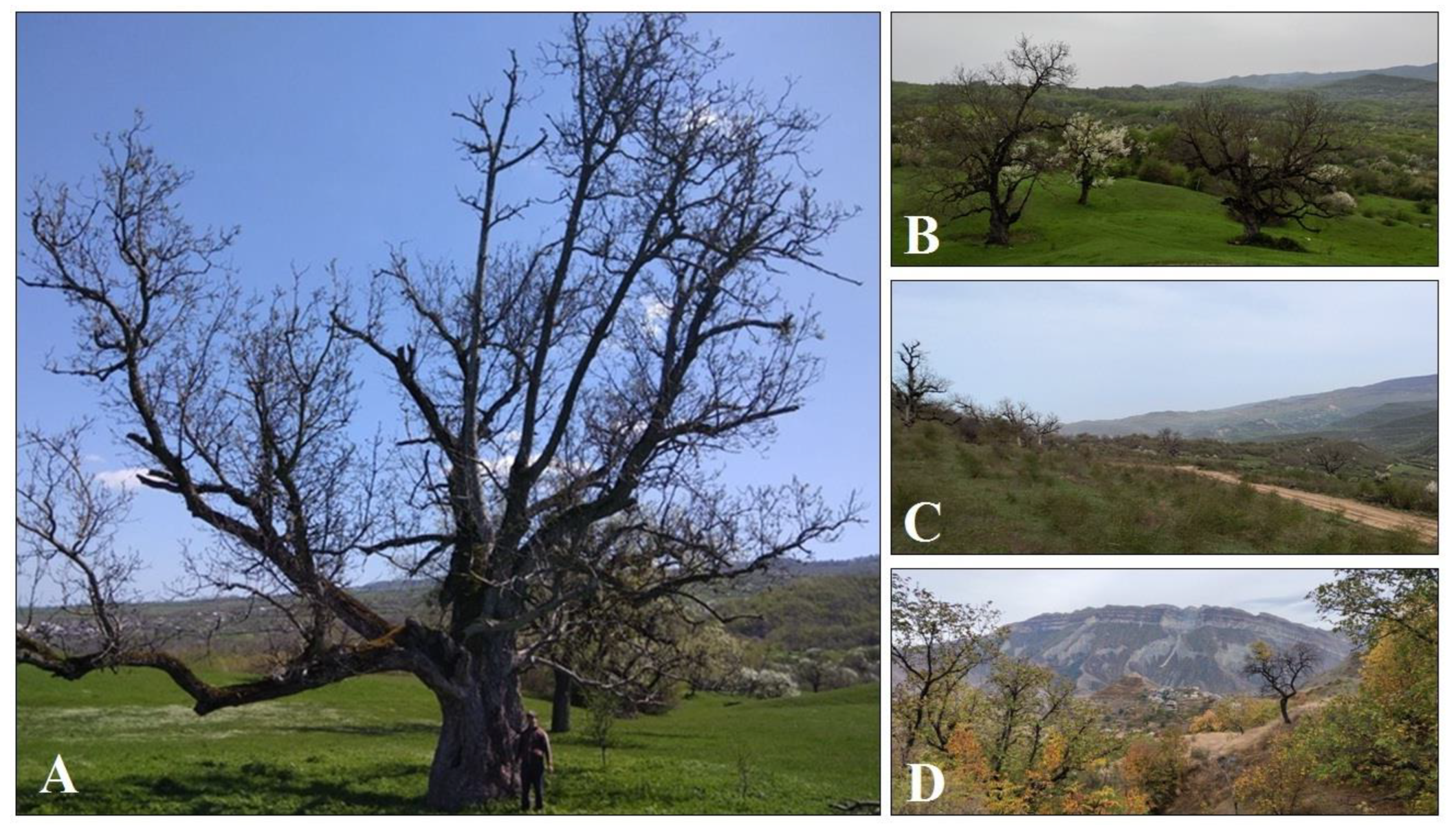 Horticulturae 11 00065 g002 Horticulturae 11 00065 g002