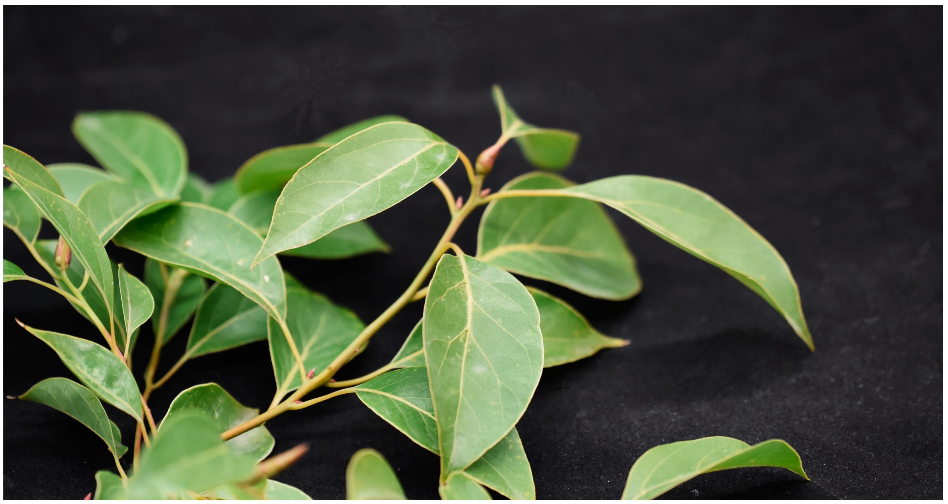 Horticulturae 11 00067 g001