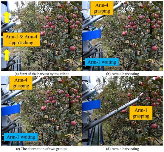 Horticulturae 11 00088 g002a