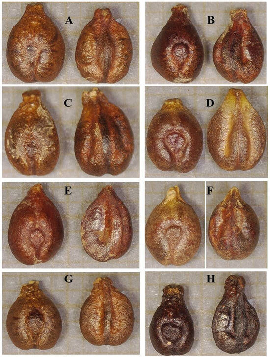 Horticulturae 11 00092 g005