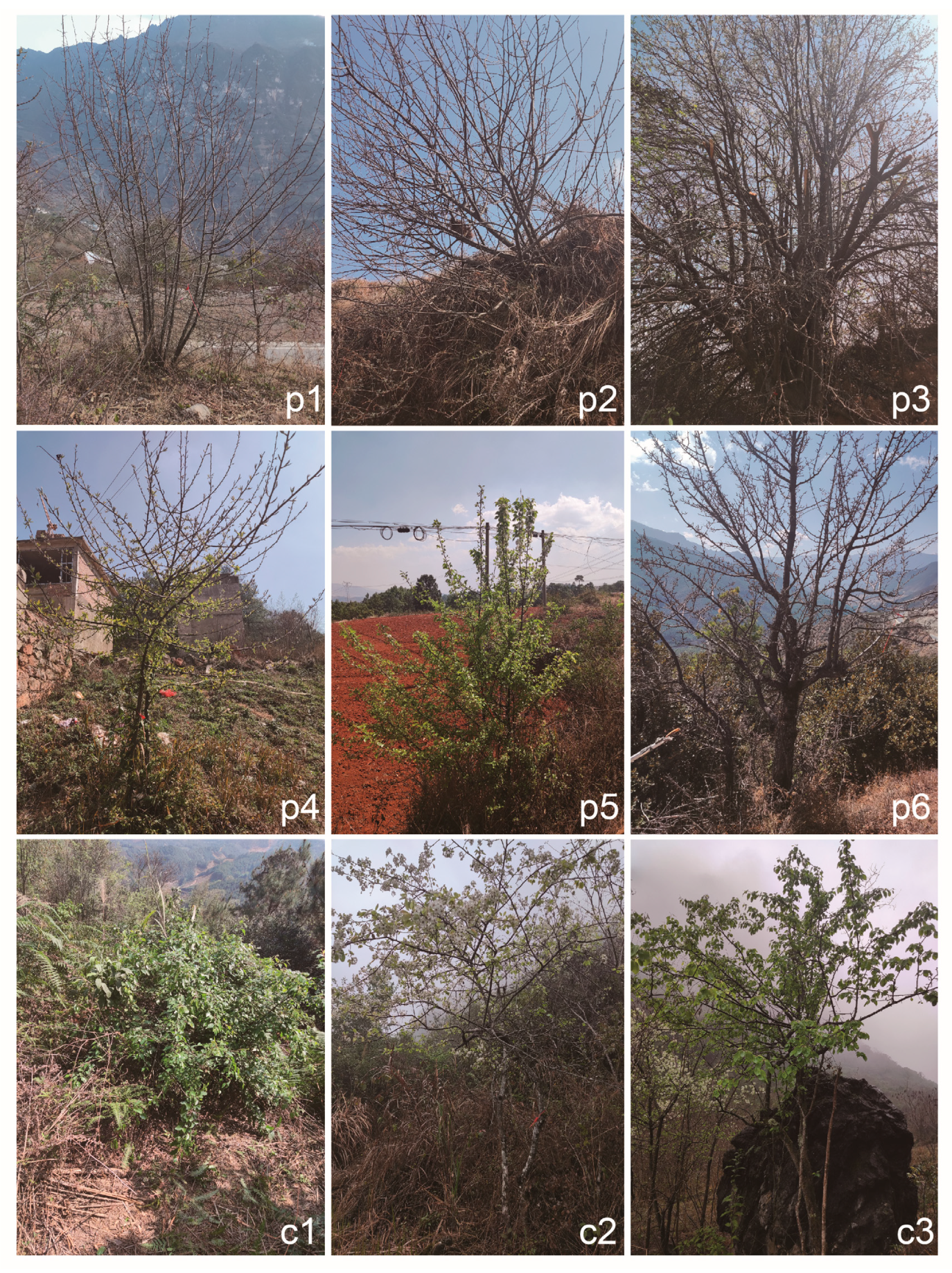 Horticulturae 11 00106 g001