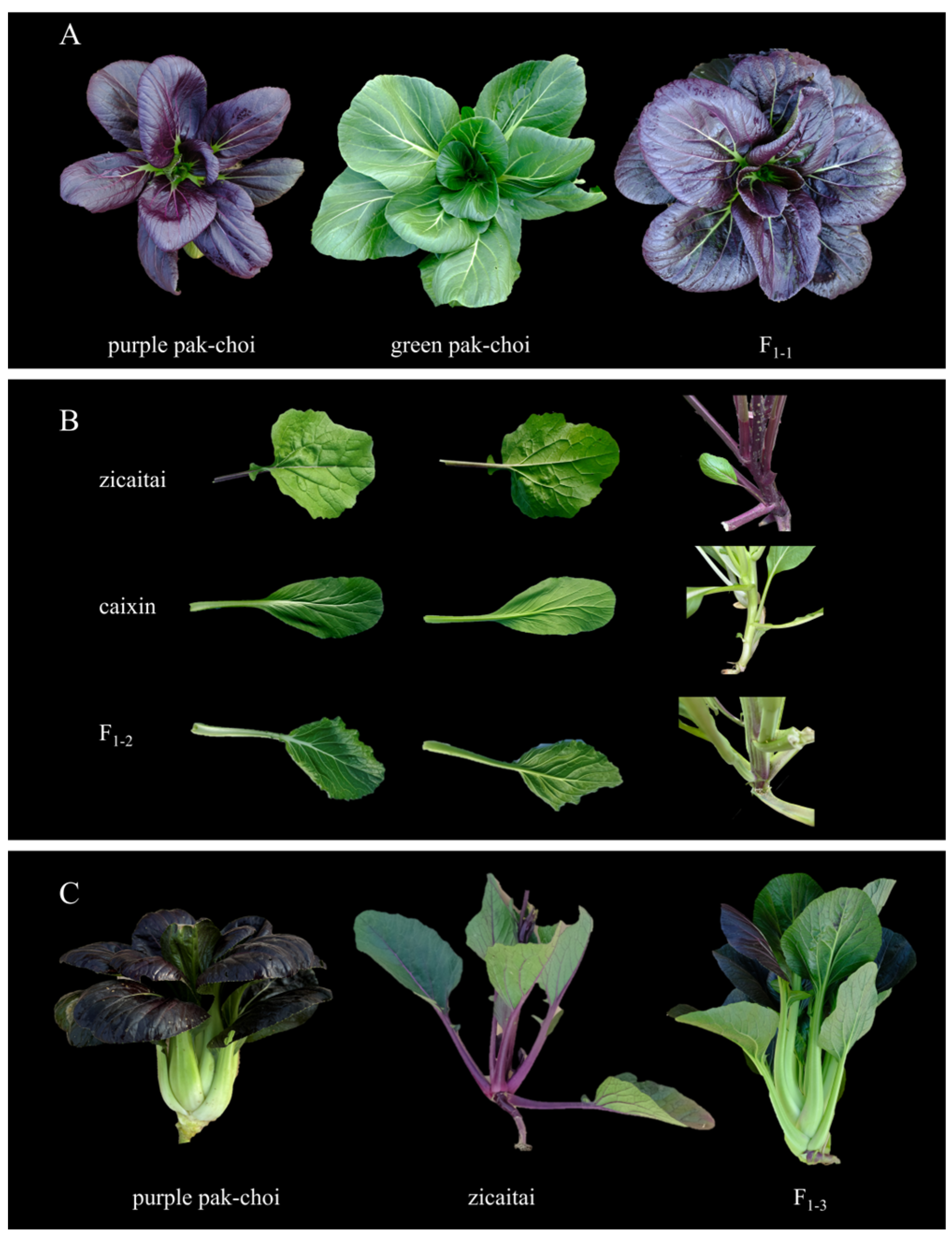 Horticulturae 11 00109 g001