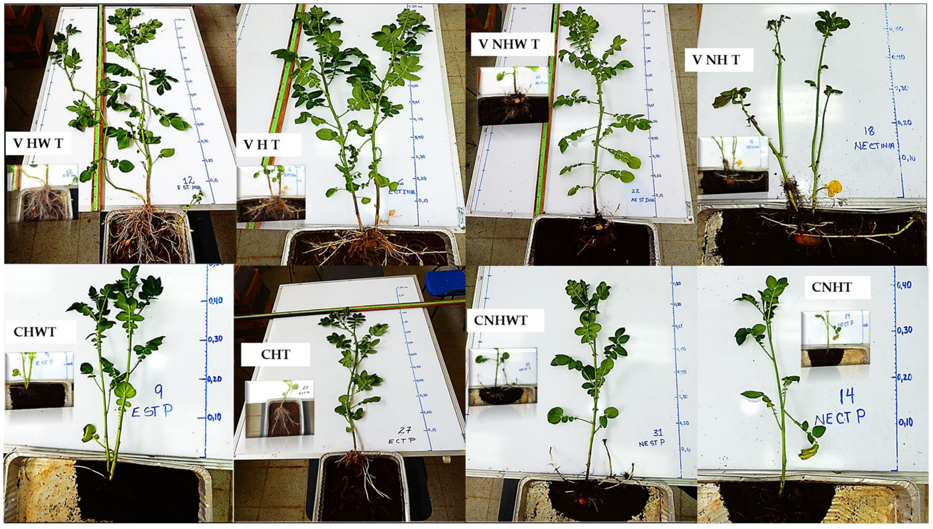 Horticulturae 11 00124 g003 Horticulturae 11 00124 g003