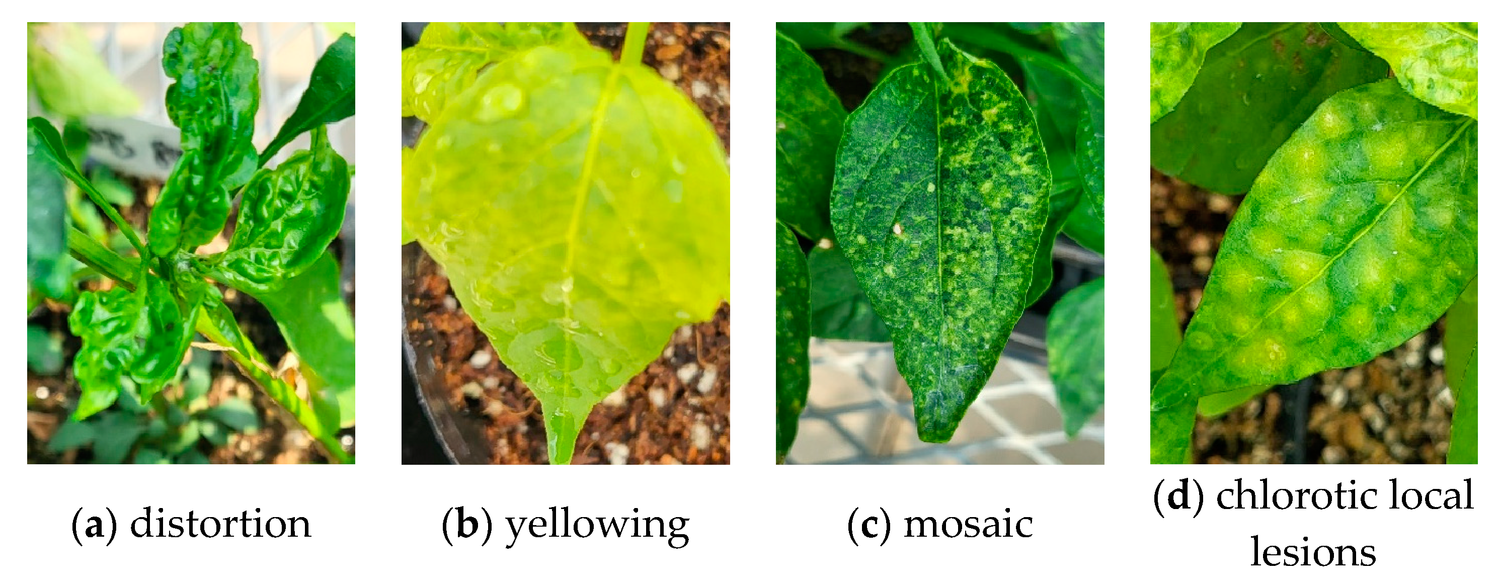 Horticulturae 11 00132 g002a