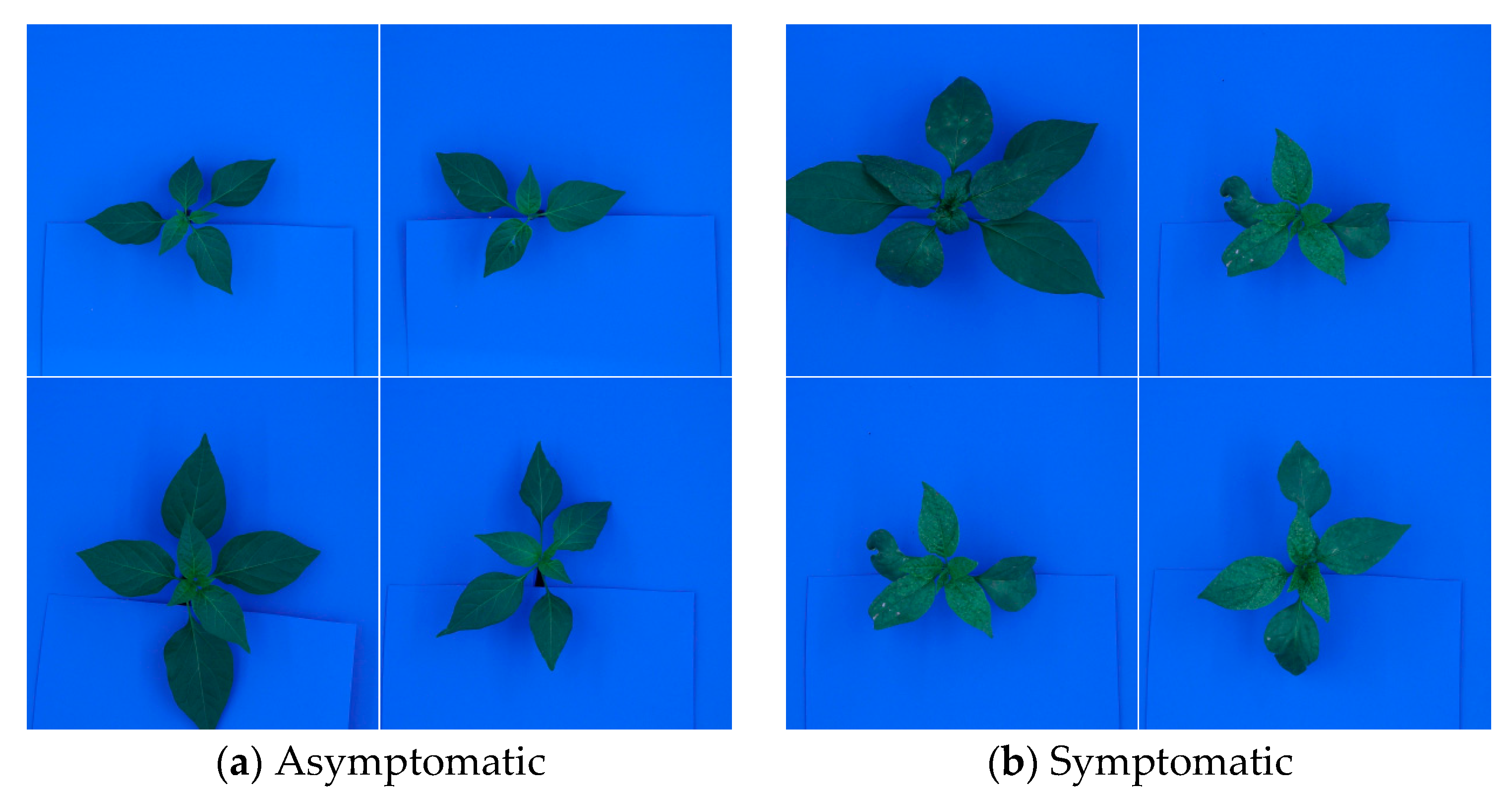 Horticulturae 11 00132 g003
