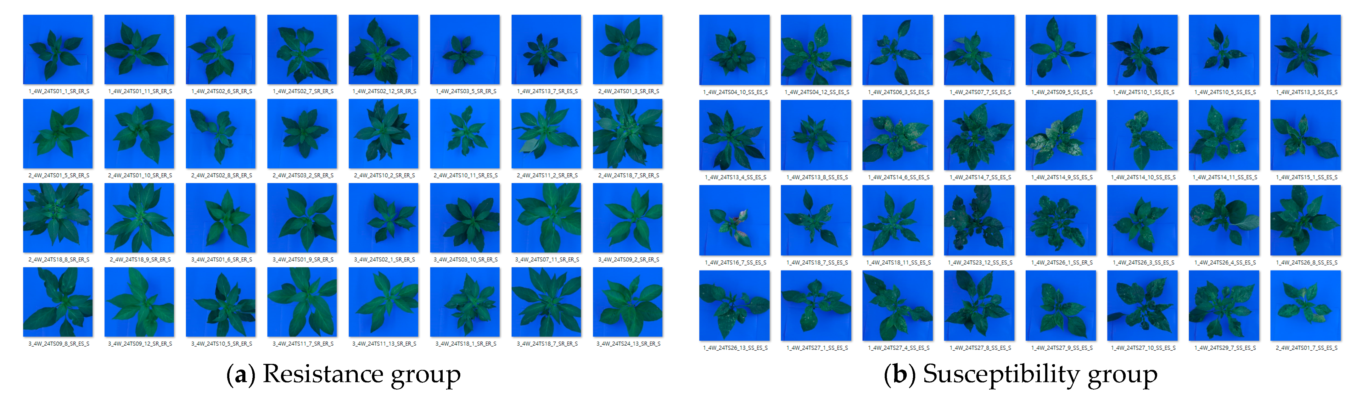 Horticulturae 11 00132 g006