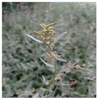 Horticulturae 11 00145 i002