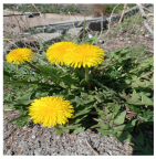 Horticulturae 11 00145 i003