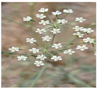 Horticulturae 11 00145 i004