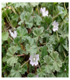 Horticulturae 11 00145 i005