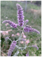 Horticulturae 11 00145 i006