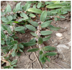 Horticulturae 11 00145 i007