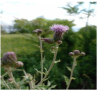 Horticulturae 11 00145 i010