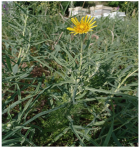 Horticulturae 11 00145 i011