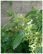 Horticulturae 11 00145 i012